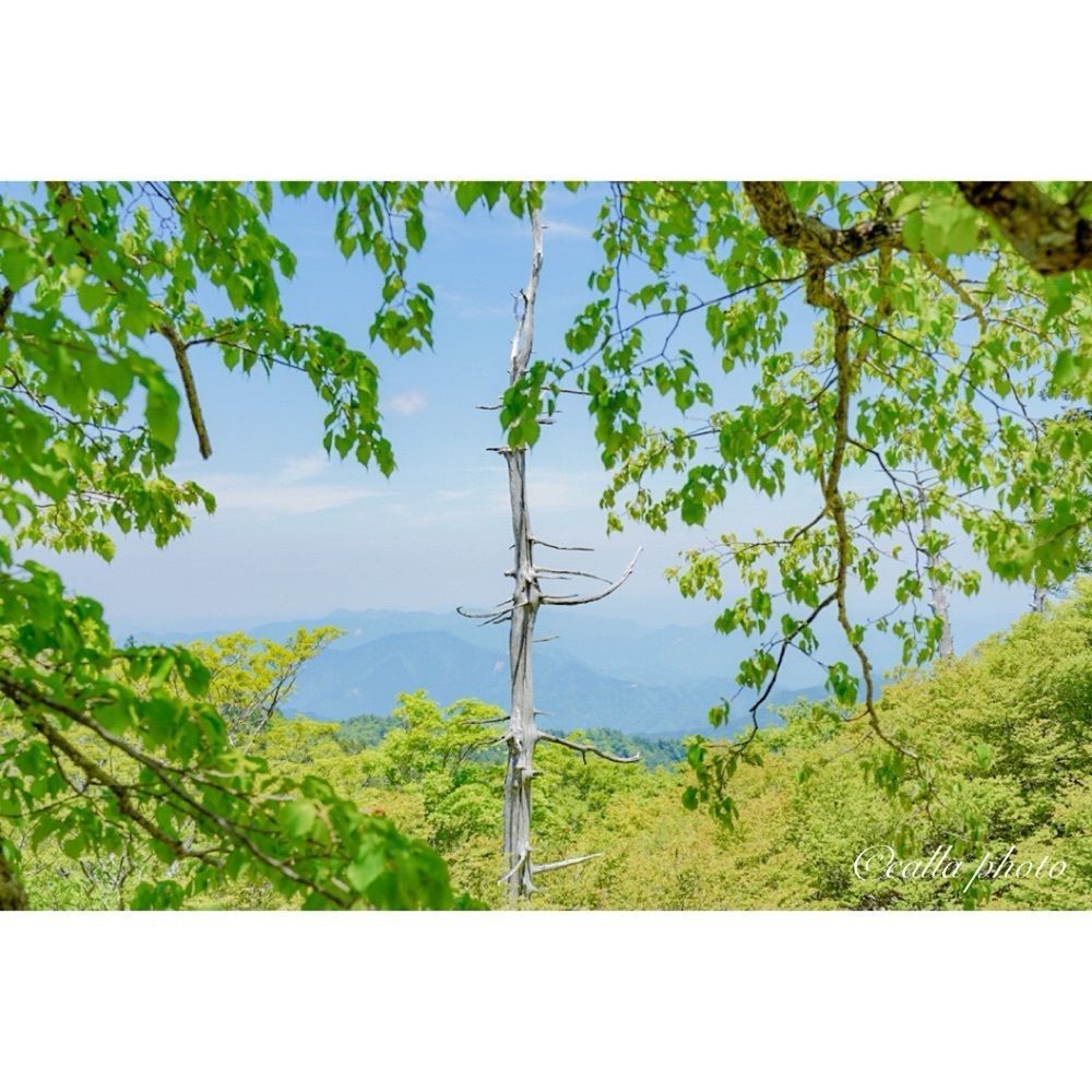 urban_garden_243aさんが投稿した大台ヶ原（日出ヶ岳）に関する口コミの画像