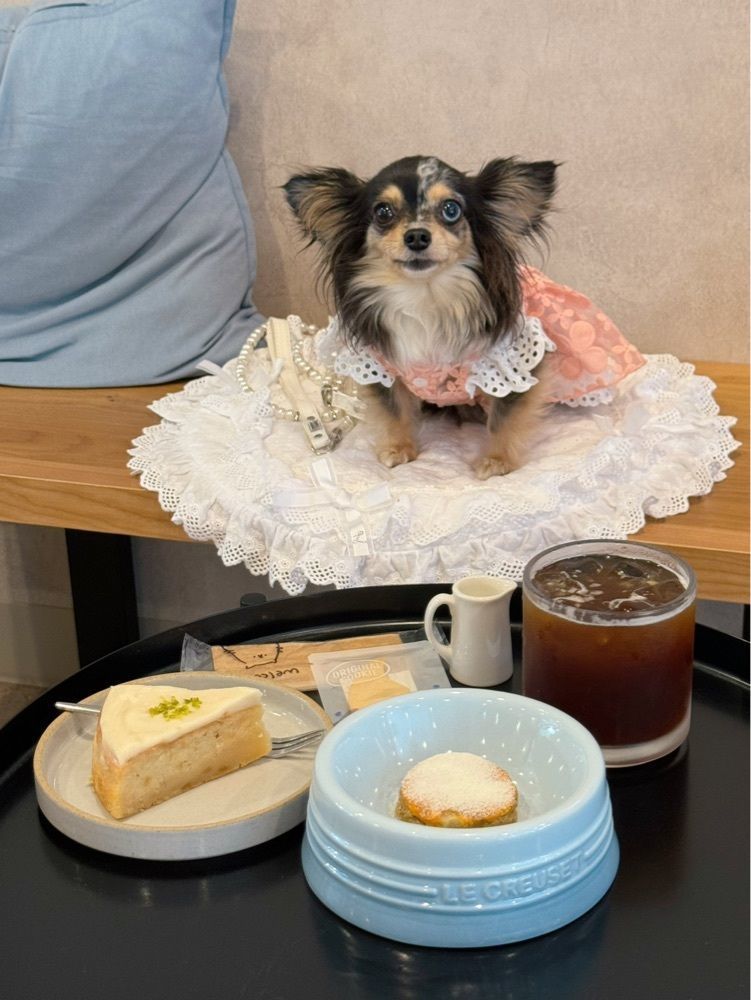 居眠ぱんださんが投稿したSHARK COFFEE（シャーク コーヒー）に関する口コミの画像