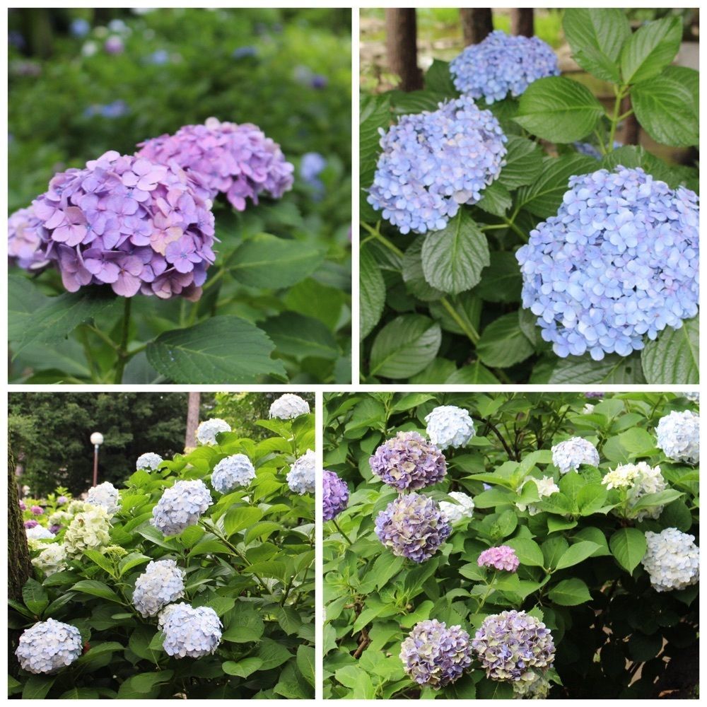 rider_uさんが投稿したあじさい公園（東京都小平市）に関する口コミの画像