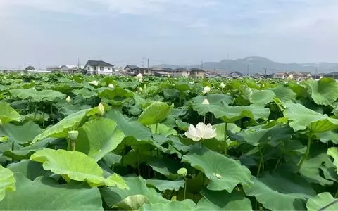 あっぱれ すし丸 鶴新田店