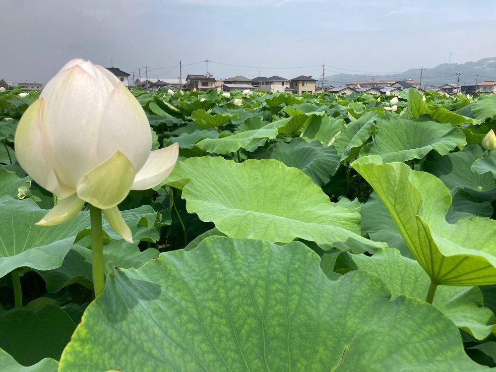 うーとらマンさんが投稿したあっぱれ すし丸 鶴新田店に関する口コミの画像