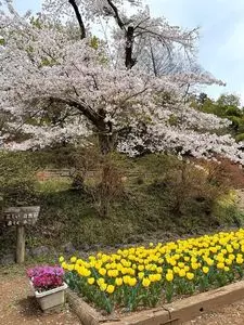 吾妻公園