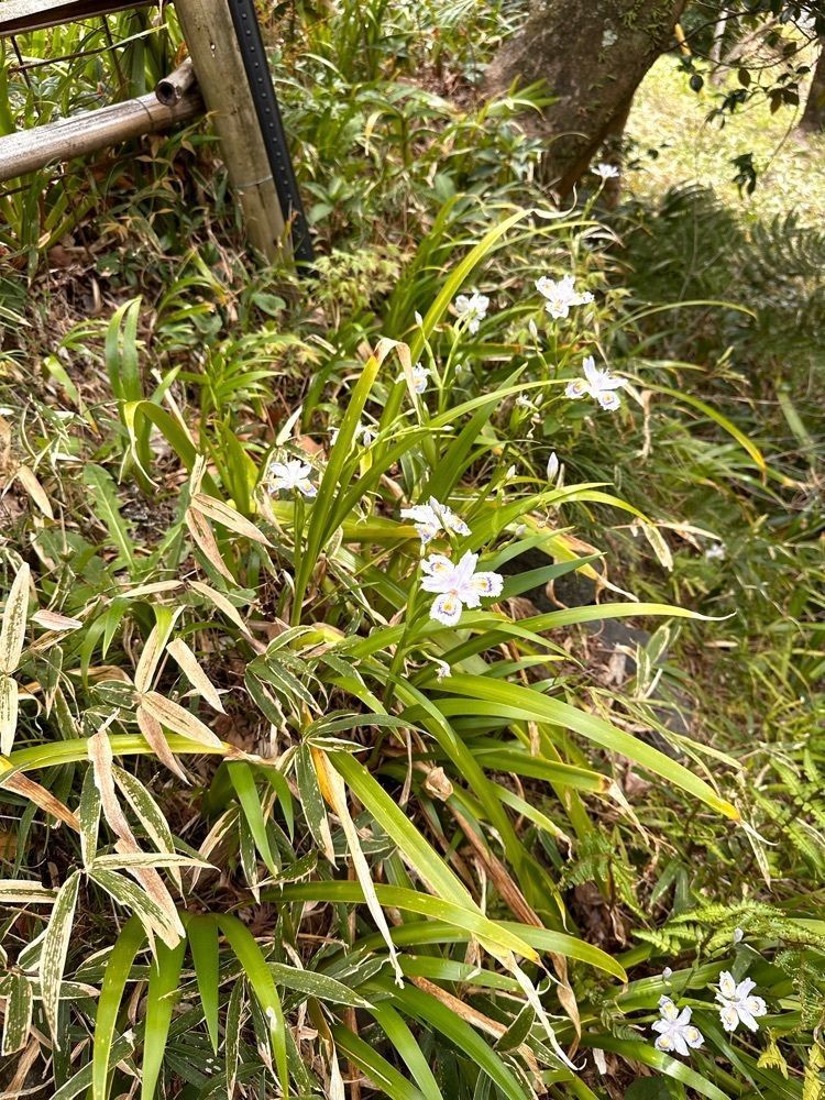 からっ風②さんが投稿した吾妻公園に関する口コミの画像