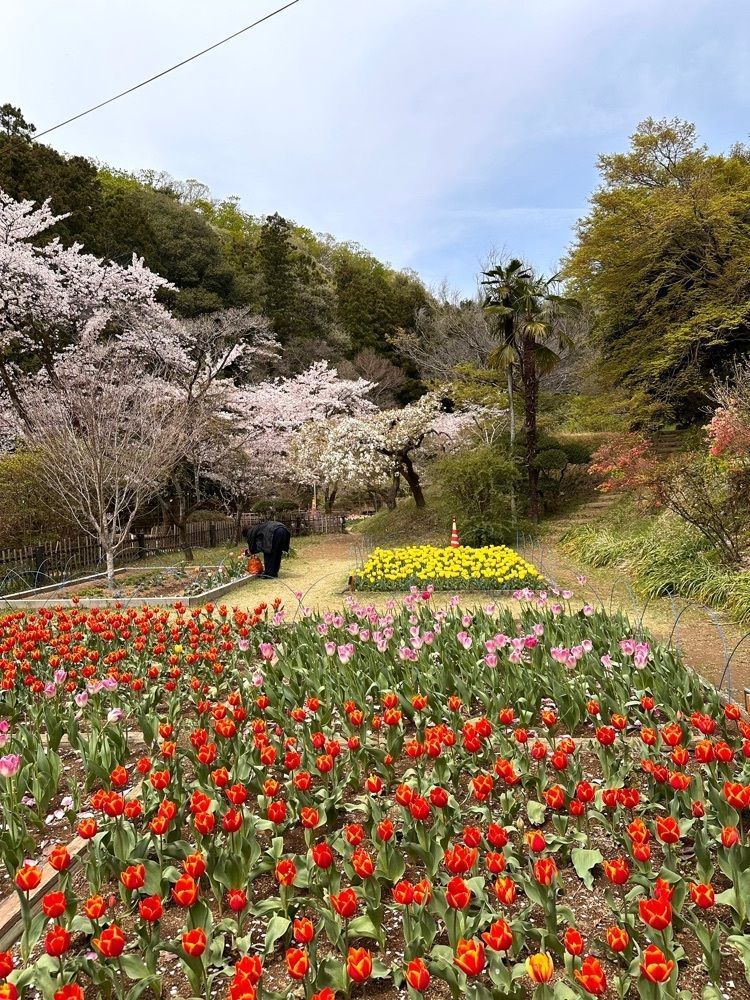 からっ風②さんが投稿した吾妻公園に関する口コミの画像