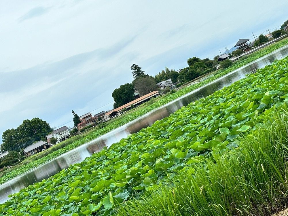 からっ風②さんが投稿した城沼の花ハスに関する口コミの画像