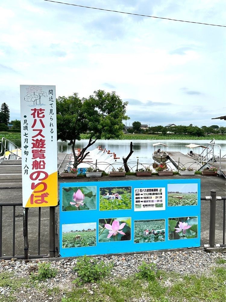 からっ風②さんが投稿した城沼の花ハスに関する口コミの画像
