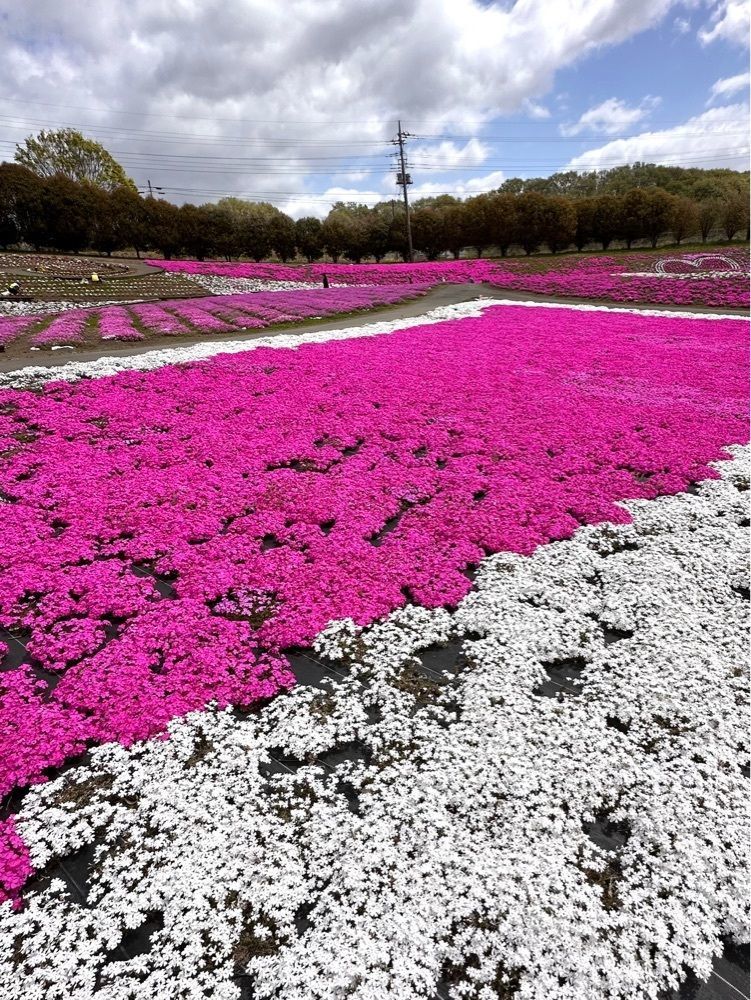 からっ風②さんが投稿したみさと芝桜公園に関する口コミの画像