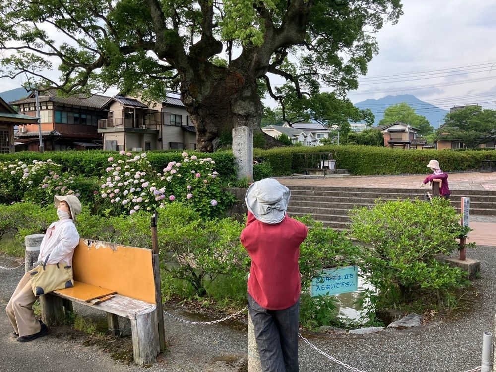 festive_garden_7486さんが投稿した川古の大楠に関する口コミの画像