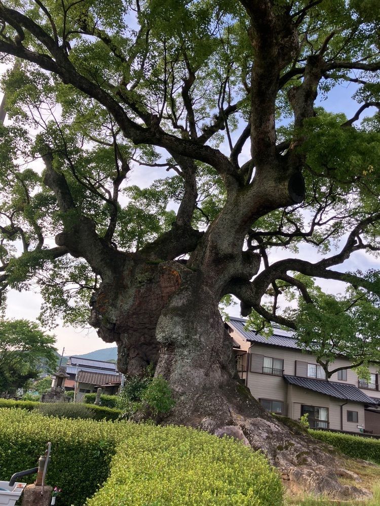 festive_garden_7486さんが投稿した川古の大楠に関する口コミの画像