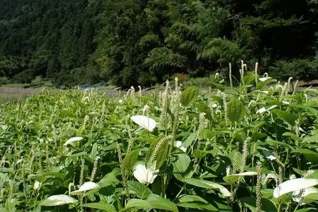 大河内清流やまめの里
