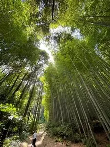 武雄の大楠