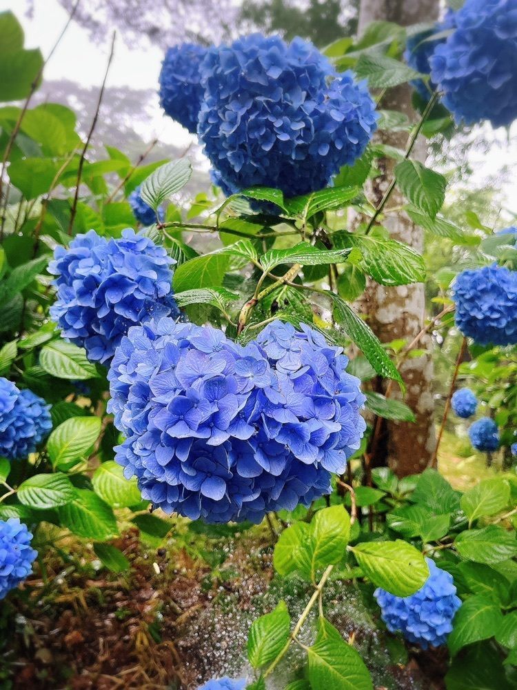 猫なぎ。さんが投稿した大嶽山の紫陽花に関する口コミの画像