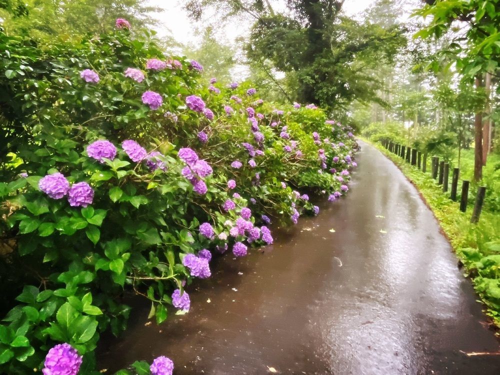 猫なぎ。さんが投稿した大嶽山の紫陽花に関する口コミの画像