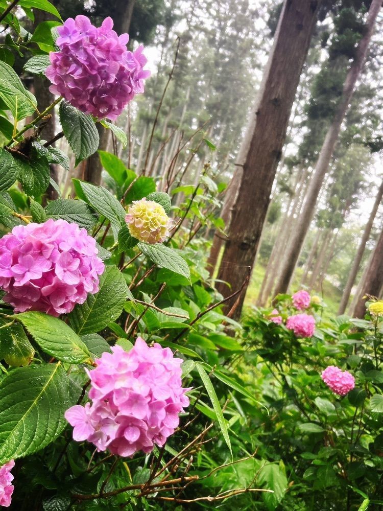 猫なぎ。さんが投稿した大嶽山の紫陽花に関する口コミの画像
