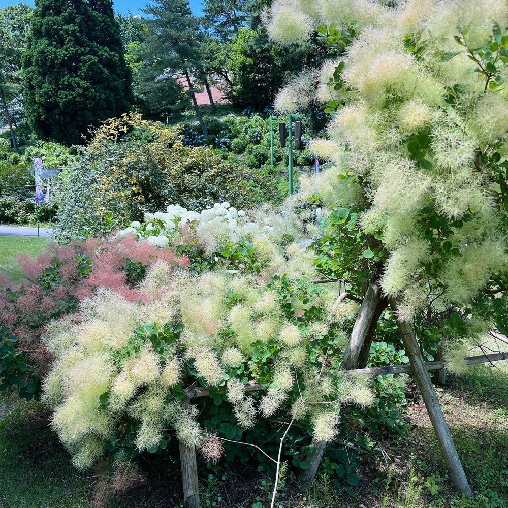 MIEさんが投稿した県民公園太閤山ランドに関する口コミの画像