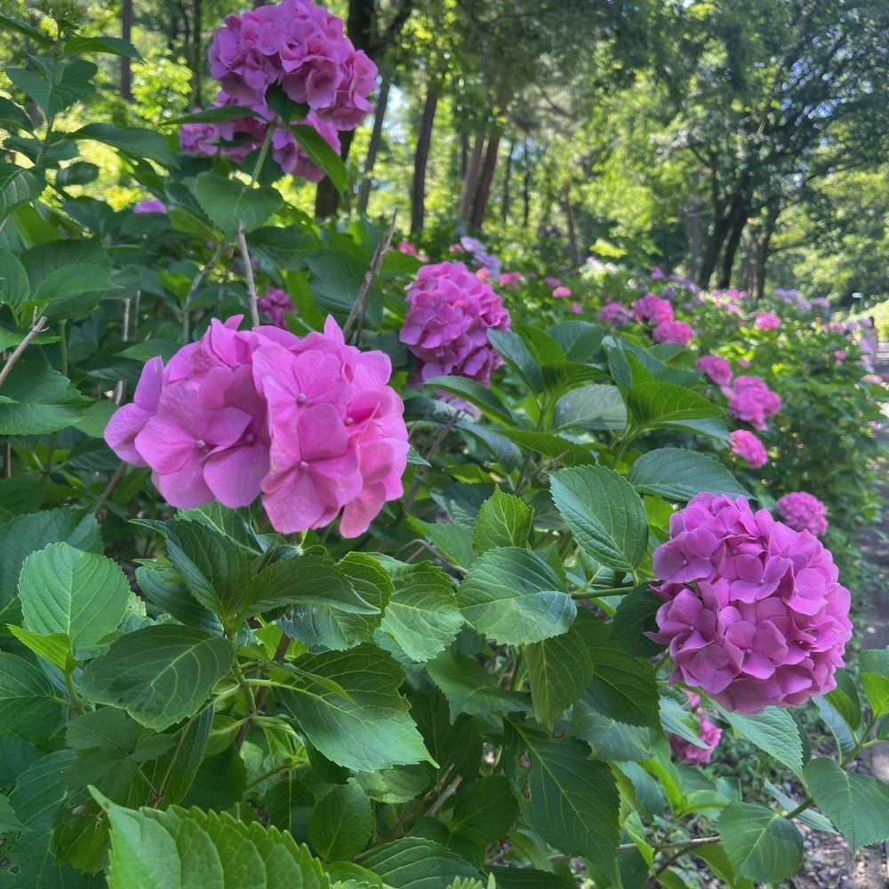 MIEさんが投稿した県民公園太閤山ランドに関する口コミの画像