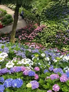 可睡ゆりの園