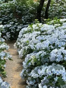 可睡ゆりの園