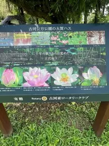 古河総合公園のハナモモ
