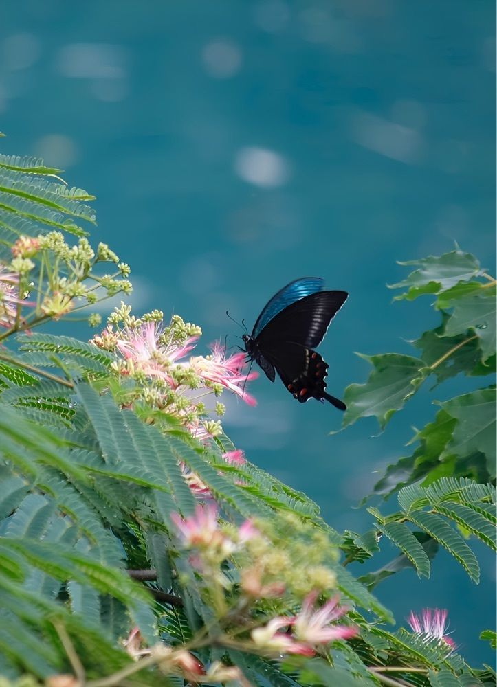 taka_wildflowerさんが投稿した桂湖オートキャンプ場に関する口コミの画像