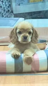 イオンモール 羽生