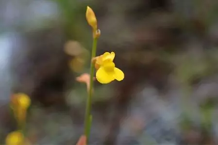 黄柳野ツゲ自生地