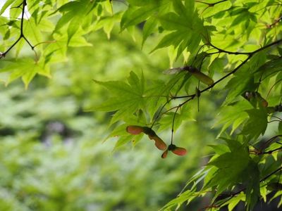 小國神社 7枚目