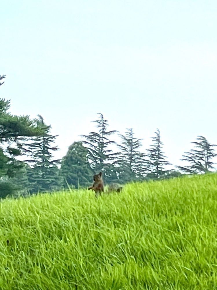 志保さんが投稿した姉ヶ崎カントリークラブ　レストランに関する口コミの画像
