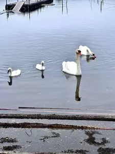 ホワイトクローバー
