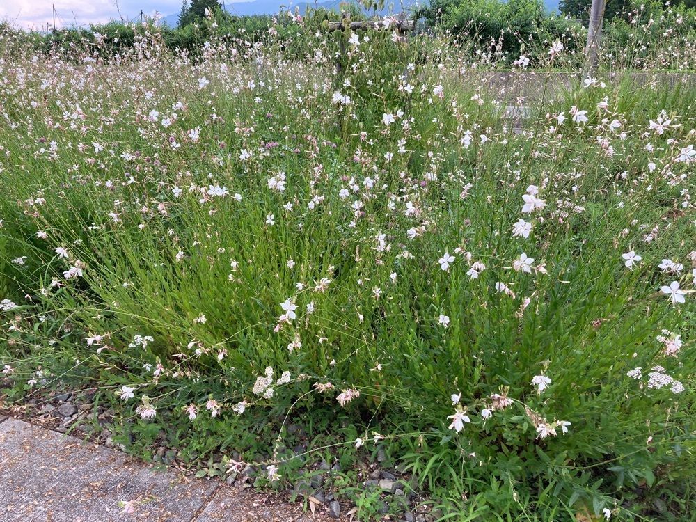 ゴンさんが投稿した安曇野ちひろ公園に関する口コミの画像