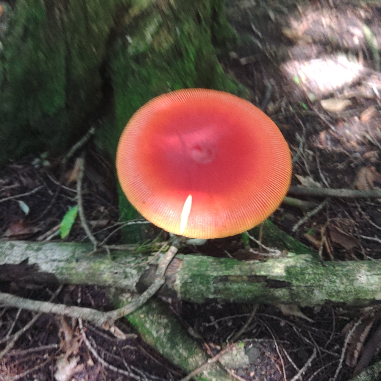 タッキーさんが投稿した不老山に関する口コミの画像