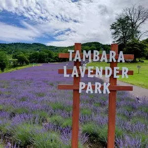 たんばらラベンダーパーク（Tambara Lavender Park）