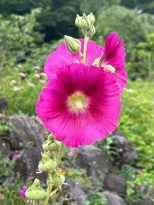 ログキャビン