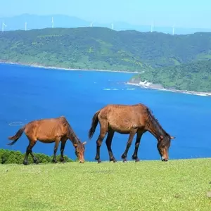 都井岬