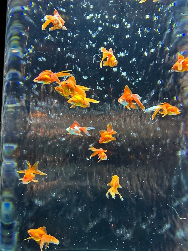 Mamisさんが投稿した浅草 今半 三越銀座店に関する口コミの画像