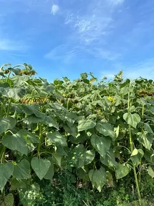 セブンイレブン 伊勢崎境伊与久