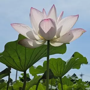 あかぼり蓮園