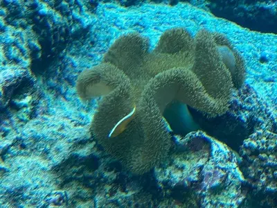 オーシャンブルー（Ocean Blue）