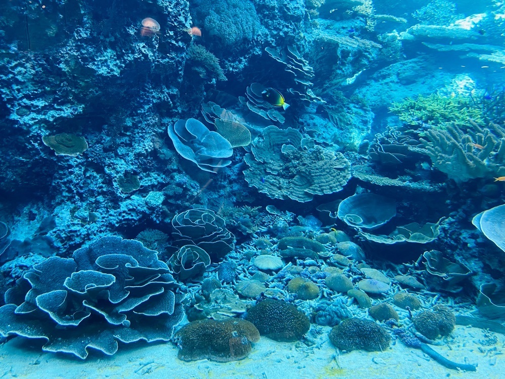 calm_climing_5c46さんが投稿したオーシャンブルー（Ocean Blue）に関する口コミの画像