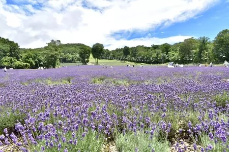 たんばらラベンダーパーク（Tambara Lavender Park）