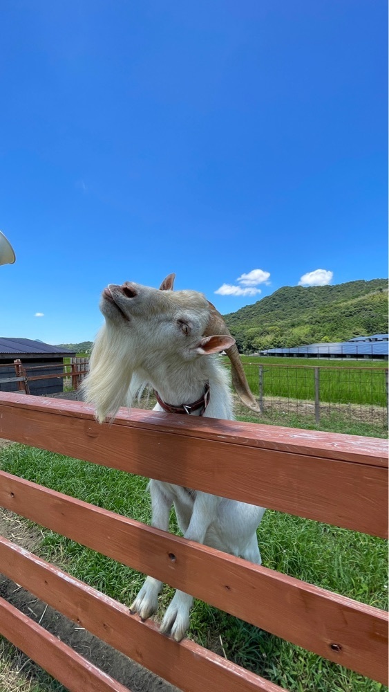 みぃさんが投稿したSUNNYSIDE FIELDS（サニーサイドフィールズ）に関する口コミの画像