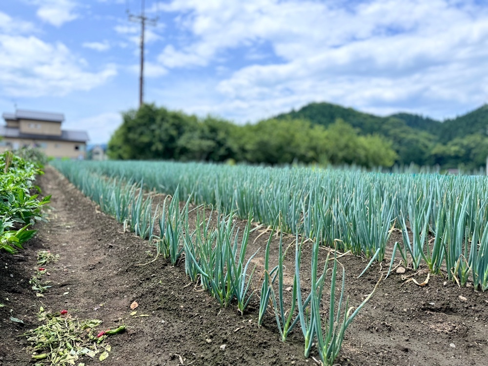 満腹次郎0843さんが投稿したやたべに関する口コミの画像