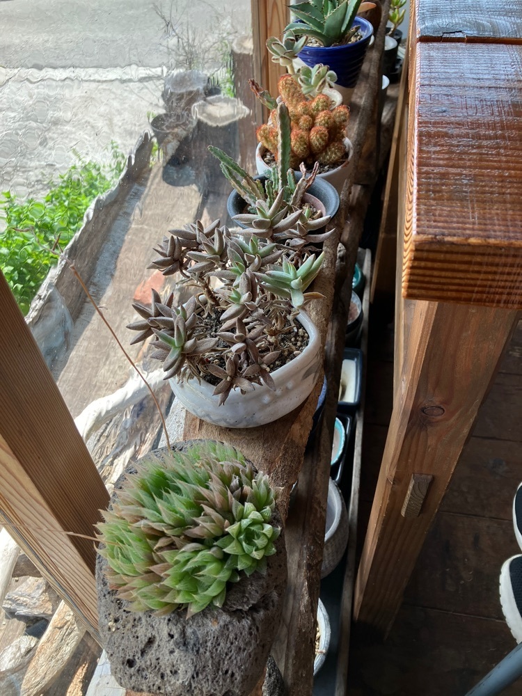 Nさんが投稿したCafe 織水に関する口コミの画像