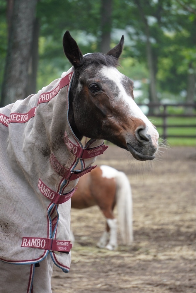 リリーさんが投稿したノーザン ホースパーク（NORTHERN Horse Park）に関する口コミの画像