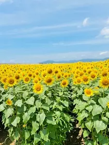 花の海／ひまわり