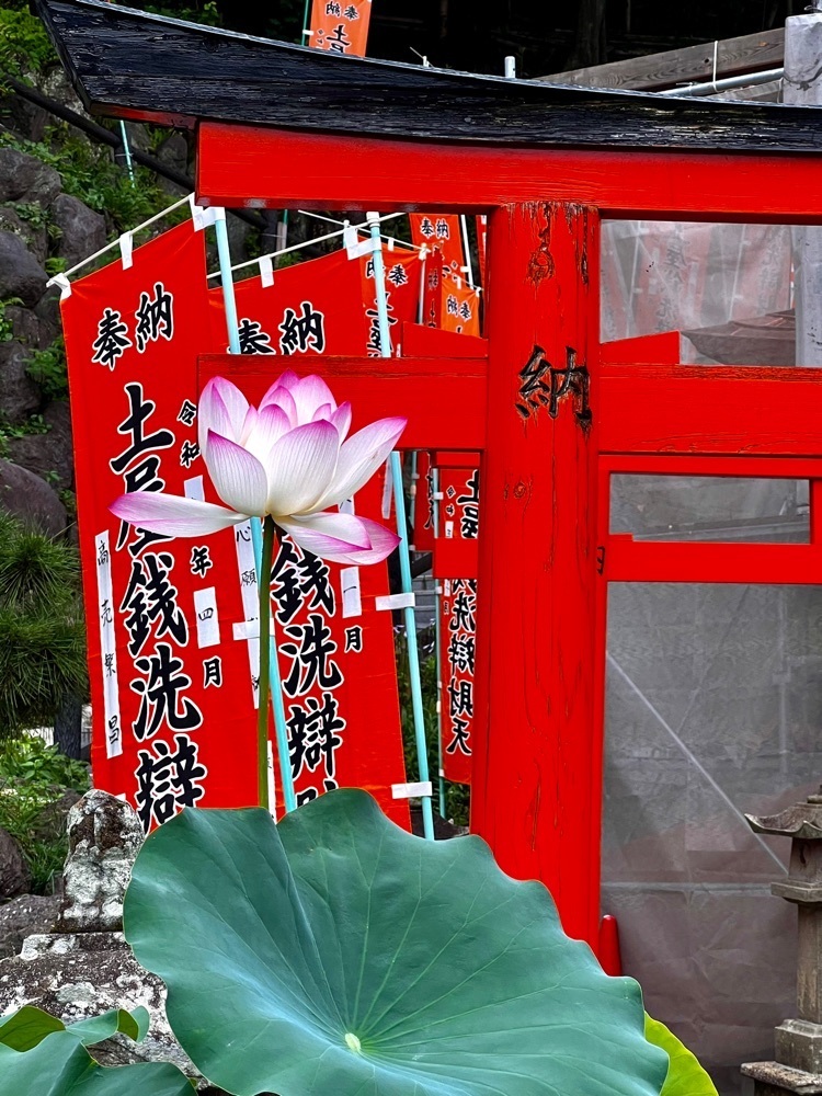 ビンカさんが投稿した妙円寺（土屋銭洗弁天）に関する口コミの画像