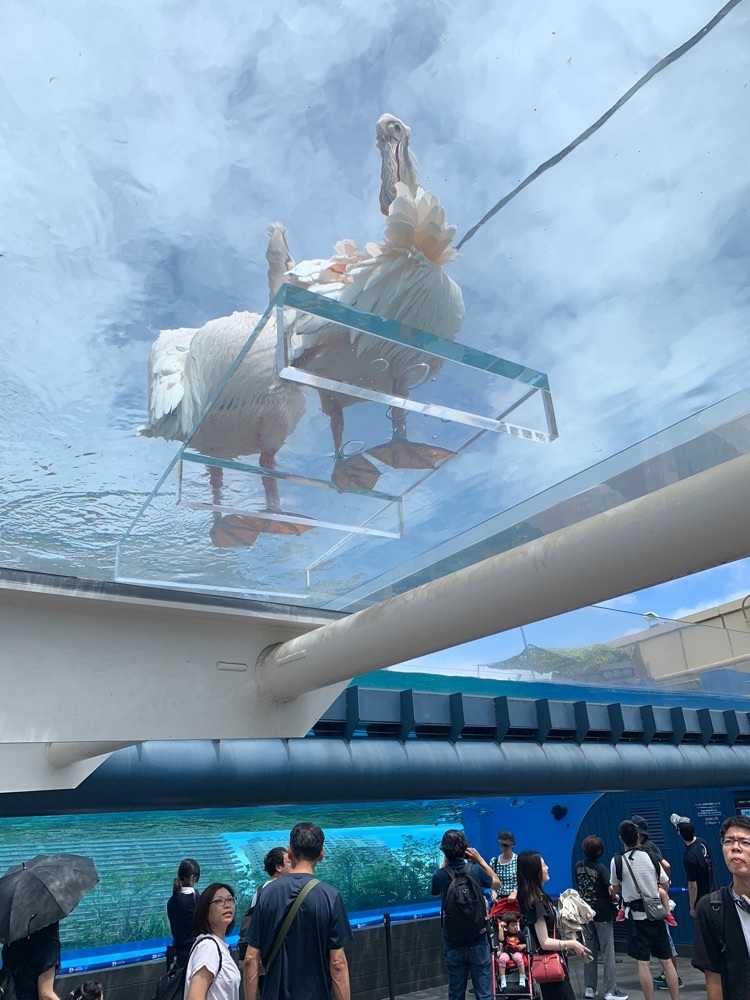 junkunさんが投稿した築地魚河岸 虎杖に関する口コミの画像