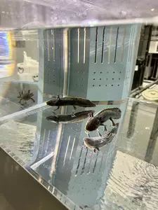 AOAO SAPPORO 2枚目