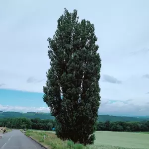 ケンとメリーの木