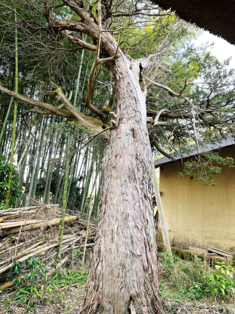 猫なぎ。さんが投稿した旧尾形家住宅に関する口コミの画像